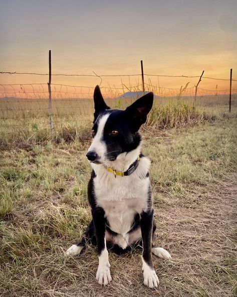 Short Hair Border Collie, Short Hair Border Collie Dogs, Short Haired Border Collie, Border Collie Names, Tricolour Border Collie, Border Collie Hiking, Lilac And White Border Collie, Old Border Collie, Fox Mulder