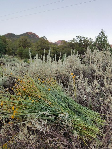 Growing Tea, Country Food, Rice Plant, City Project, Wild Herbs, Navajo Art, Trail Of Tears, Warm Drinks, Natural Healing Remedies