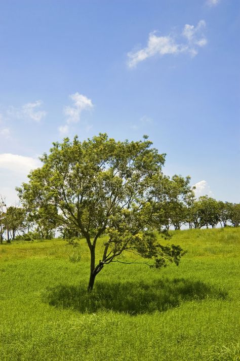 Tree. In Tagaytay City, Philippines, Asia #Sponsored , #Paid, #paid, #Tagaytay, #Philippines, #City, #Tree Trees In Philippines, Philippine Trees, Philippines City, Tagaytay Philippines, Tagaytay City, Art For Walls, City Tree, Cracked Wallpaper, Tagaytay