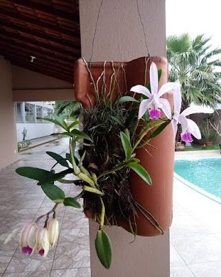 Pra Quem tem Estilo | Moda Sustentável | Estilo Sustentável | Jardinagem e Hortas Sustentáveis | Reciclagem | Artesanato Hanging Orchid, Exotic Orchids, Orchids Garden, Orchid Pot, Orchid Care, Beautiful Orchids, Orchid Plants, Flower Diy Crafts, Plant Art