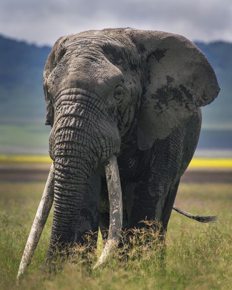 Seen by Chris Fischer on 500px All About Elephants, Male Elephant, Wild Animal Wallpaper, Elephants Photos, Asian Elephant, Save The Elephants, Elephant Love, Majestic Animals, African Wildlife