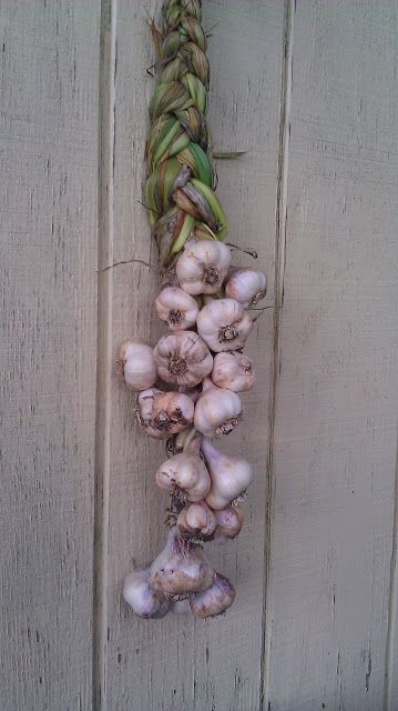 little country house: Garlic Harvest Garlic Hanging, Garlic Harvest, Allium Sativum, Cooking With Fresh Herbs, Harvesting Garlic, Gluten Free Pretzels, Science Lesson, Pretzel Sticks, Crafty Creations