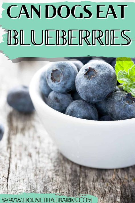 Curious about whether your dog can eat blueberries? Find out here! Discover the benefits of blueberries for dogs and how to safely incorporate them into their diet along with homemade blueberry dog treats. #blueberries, #dogs, #doghealth, #dogtreats, #blueberriesfordogs Blueberry Dog Treats, Canine Nutrition, Can Dogs Eat Blueberries, Dog Upset Stomach, Blueberry Snacks, Peanut Butter Blueberry, Easy Dog Treat Recipes, Frozen Dog Treats, Dog Biscuit Recipes