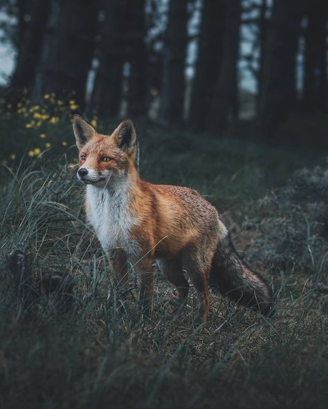 Curious forest creature 🦊 Forest Animal Photography, Forest Reference Photo, Fox Landscape, Skateboard Painting, Fox In Forest, Fox Photo, Fox Photography, Fox Images, Wildlife Pictures