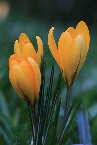 Yellow Crocus Yellow Flower Photography, Spring Crocus, Yellow Crocus Flower, Saffron Crocus Flower, Crocus Vernus Flower, Yellow Crocus, Crocus Flower, Beautiful Flowers Wallpapers, Flowers Nature