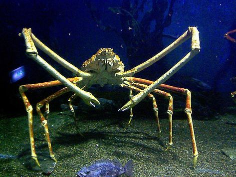 Giant spider crab | 12 Creatures That Prove The Deep Sea Is The Scariest Place On Earth The largest crab on earth lives up to 1,000ft below sea level, and can measure up to 12ft from claw tip to claw tip. Why they are terrifying: Have you ever been nipped by a normal-sized crab? It hurts. A giant crab would probably nip your toe off. Spider Crab, Physical Traits, Bizarre Animals, Fauna Marina, Sea Crab, Giant Spider, Deep Sea Creatures, Big Animals, Underwater Creatures