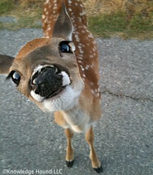 Deer Pfp, Vacation Baddie, Dear Animal, Fawn Animal, Deer Eyes, Funny Horse Pictures, Funny Deer, Deer Photos, Deer Pictures