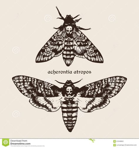 Illustration about Vector hand drawn Deaths head hawk moths illustration. Signature is the Latin name of the species. Illustration of gothic, butterfly, beauty - 61948952 Moths Illustration, Tattoo Papillon, Eye Tattoo Meaning, Moth Drawing, Moth Tattoo Design, Moth Illustration, Deaths Head, Butterfly Eyes, Deaths Head Moth