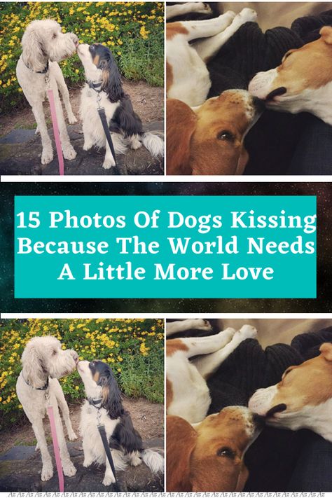 Dogs Kissing, Mystery Tv Shows, Animals Kissing, Photos Of Dogs, Hot Dog Bar, Dog Kisses, Snapchat Funny, Human Interaction, More Love