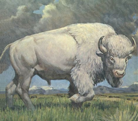 1000+ images about Sacred White Buffalo on Pinterest | Buffalo ... Buffalo Pictures, White Bison, Buffalo Painting, Buffalo Animal, Bison Art, Buffalo Art, American Buffalo, Native American Images, American Indian Art