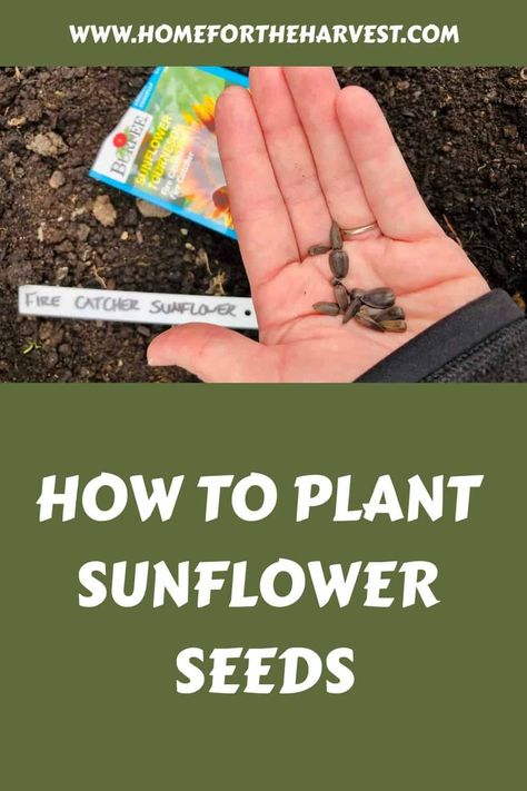 How to plant sunflower seeds When To Plant Sunflowers Outside, Planting Sunflowers In Ground, When To Plant Sunflower Seeds, Sunflower Ring Garden, Sunflower Growing Tips, How To Plant Sunflower Seeds, Sunflowers Planting Ideas, How To Plant Sunflowers, Growing Sunflowers From Seed