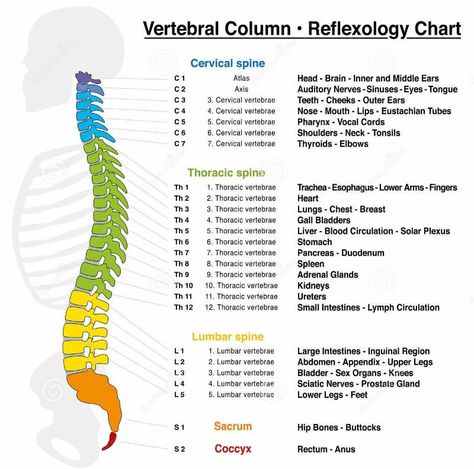 New evidence suggests that Ancient Egyptians knew about chakras over 2,500 years ago. Experts now know that Chakra's are an ancient representation for our internal glands which interact with our bodies through the endocrine and nervous systems. Spinal Cord Anatomy, Vertebral Column, Thoracic Vertebrae, Spinal Column, Human Spine, Cervical Vertebrae, Spinal Nerve, Reflexology Chart, Spine Health