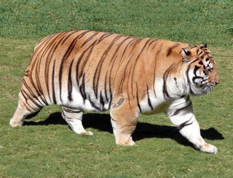 Tigers & Powerviolence Fat Tiger, Fat Animals, Cute Tigers, A Tiger, Silly Animals, Cute Wild Animals, Fat Cats, Silly Cats, Animal Tattoos