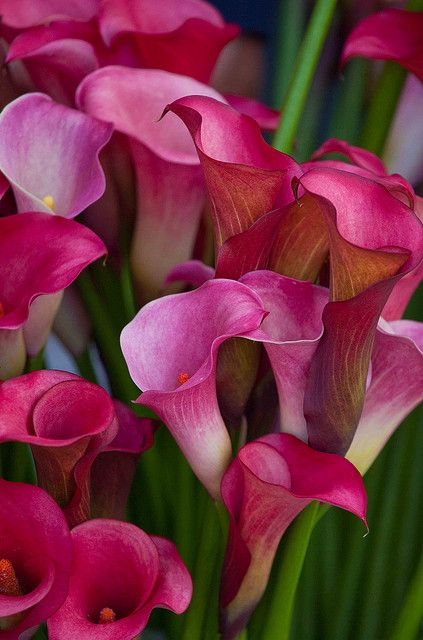 The Calla Lily (although not a true lily), Z. Elliottiana and Z. Rehmannii, is a genus of herbaceous flowering plants in the family Araceae, native to southern Africa from South Africa, North to Malawi. Pink Calla Lilies, Calla Lilies, Wallpaper Vintage, Deco Floral, Ranunculus, Exotic Flowers, Flower Beauty, Beautiful Blooms, Calla Lily