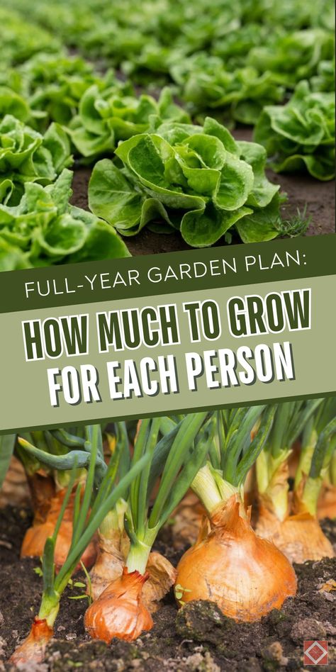 The ultimate guide to growing a year’s worth of vegetables for each person in your household. Learn how to design and plan your veg garden to ensure a continuous supply of fresh food. Save this pin for later and click to explore comprehensive gardening tips! How To Vegetable Garden, What To Grow In Raised Garden Beds, Perennial Vegetable Garden, Veggie Garden Ideas, Easiest Vegetables To Grow, Broccoli Plant, How To Plant Carrots, Vegetable Garden Ideas, Vegetables To Grow