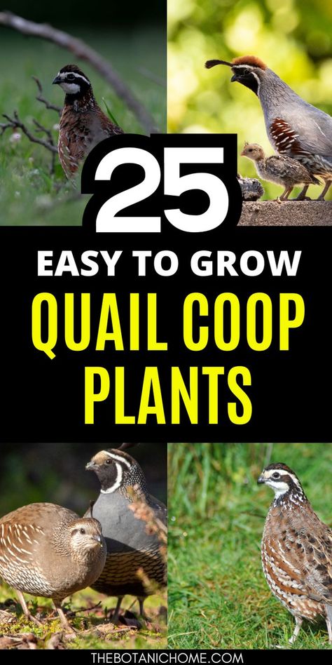 A lush quail coop surrounded by thriving plants and vines, with grass growing in the run and a natural aviary setup for a cozy quail habitat. Plant Around Chicken Coop, Quail Aviary With Plants Diy, Duck Run Ideas, Quail Coop Ideas, Quail Coop Ideas Diy, Quail Aviary, Quail Habitat, Plants For Chickens, Quail Pen