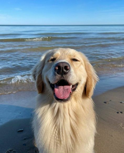 Golden Retriever Aesthetic, Cute Dog Wallpaper, 강아지 그림, Very Cute Dogs, Animals Cute, Pretty Animals, Golden Retriever Puppy, Retriever Puppy, Fluffy Animals