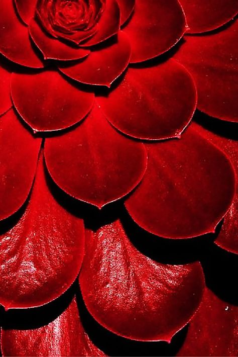 Scarlet Red Aesthetic, Cloud Packaging, Scarlet Color, Macro Photography Tips, Red Nature, Different Shades Of Red, I See Red, Beautiful Red Roses, Pattern Images