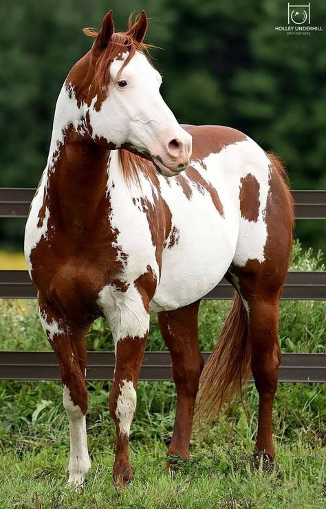 Rare Horses, Beautiful Horses Photography, American Paint Horse, Pinto Horse, Barrel Racing Horses, Horse Inspiration, Paint Horse, American Quarter Horse, Most Beautiful Horses