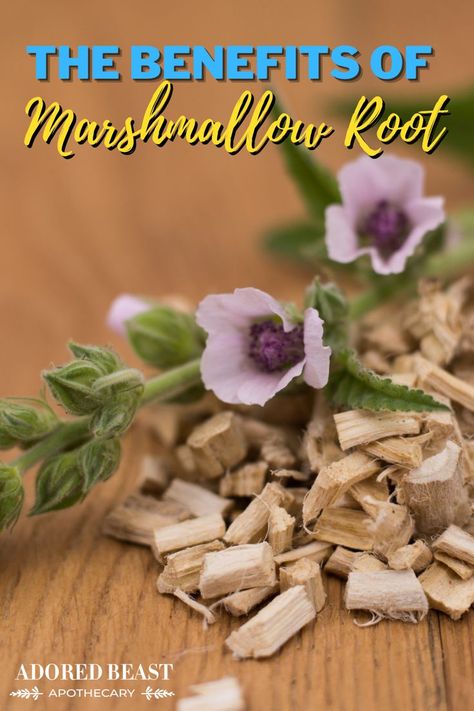 Marshmallow Root Benefits, Althaea Officinalis, Natural Pet Care, Marshmallow Root, Health Smoothies, Health Eating, Medicinal Herbs, Health Conditions, Dogs And Cats