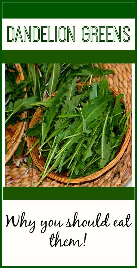 Do you like to eat salads? This green leaf contains more nutrients than all of your salad greens combined. Dandelion leaf is a mineral rich, bitter tonic that is one of the best herbs to munch on in summer salads. Why Should You Eat Dandelion Greens? » Living Awareness Institute Cooked Greens, Dandelion Leaf, Dandelion Greens, Greens Salad, Wild Food Foraging, Foraging Recipes, Dandelion Leaves, Edible Wild Plants, Foraged Food