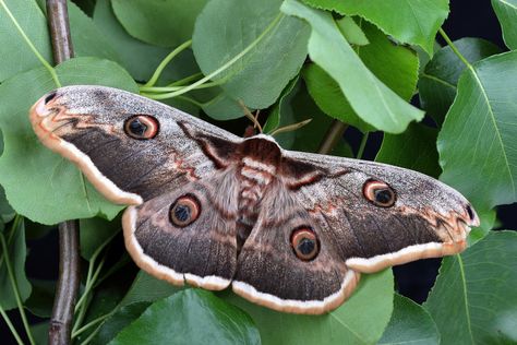 Moth Symbolism & Meaning (+Totem, Spirit & Omens) Moth Symbolism Meaning, Moth Meaning, Moth Symbolism, Moth Tattoo Meaning, Types Of Moths, Symbolism Meaning, Moth Fly, Moth Species, Hummingbird Moth