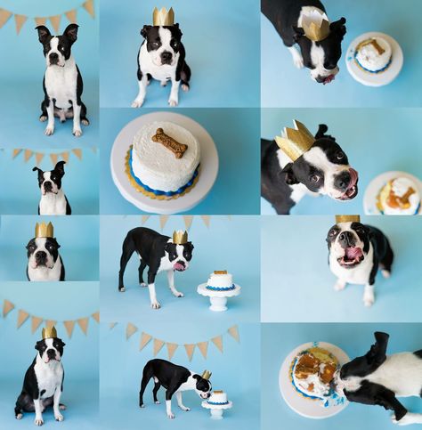 Dog Smash Cake First Birthdays, Dog Cake Smash Pet Photography, Dog Birthday Shoot, Dog Cake Smash, Dog Birthday Photoshoot Ideas, Dog Birthday Photoshoot, Dog Birthday Pictures, Cake Smash Photoshoot, Dog First Birthday