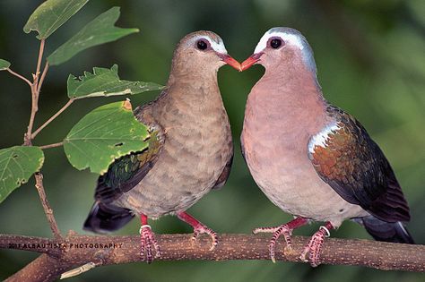 .Doves...Check the heart formed between them. Cute Pigeon, Dove Pigeon, Until The Very End, Heart In Nature, Turtle Dove, Bird Quilt, When You Smile, Pretty Birds, Two Hearts