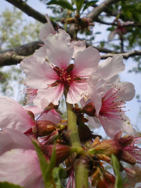 Prunus dulcis - Almond Prunus Dulcis, Prunus Americana, Prunus Avium, Prunus Okame, Prunus Amanogawa, Flowering Cherry Tree, Cherry Tree, Plants