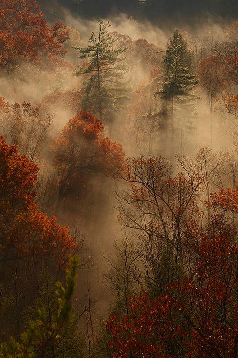 Red River Gorge, Red Leaves, Red River, Autumn Aesthetic, Fall Wallpaper, Fantasy Landscape, Nature Pictures, The Valley, Beautiful Landscapes