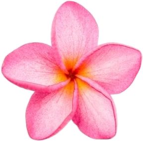 Plumeria Tattoo, Pink Frangipani, Frangipani Flower, Summer Drawings, Beach Wall Collage, Bow Art, Canvas Learning, Beautiful Flowers Photography, Plumeria Flowers