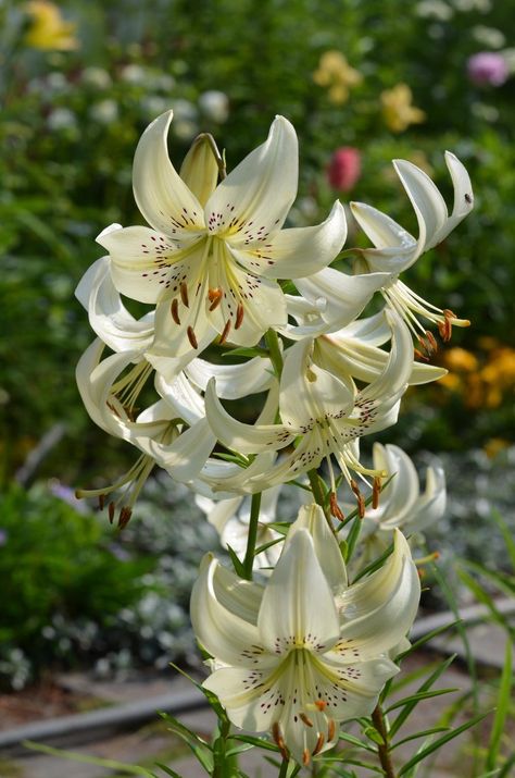 Bulb Plants, Sweet Surrender, Tiger Lilies, Planting Bulbs, Floral Display, Tiger Lily, The Tiger, Shine On, Garden Seeds