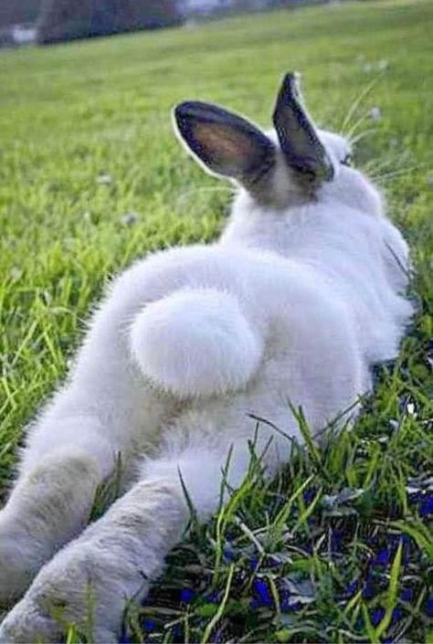 Cute Bunny Pictures, Jack Rabbit, Bunny Pictures, Pet Bunny, Cute Bunnies, Pet Rabbit, Bunny Rabbits, Cute Animal Photos