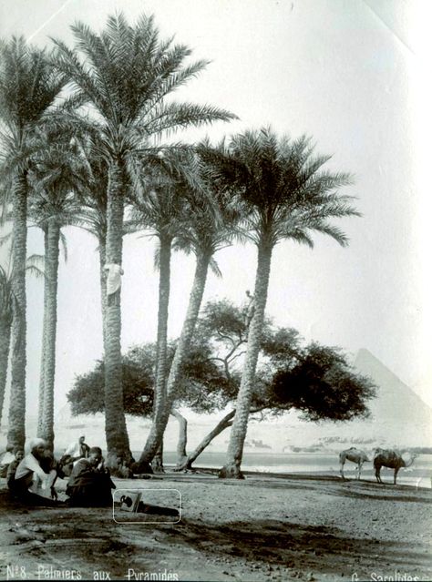 Egyptian villagers are sitting in a Palm Trees shade near the Pyramids, a boy is climbing a palm tree. A camera lens in the foreground. G. Sarolides ca 1880 s Egyptian Palm Tree, Life In Egypt, The Pyramids, Golden Days, Add Art, Cairo Egypt, Natural Life, Cairo, Golden Age