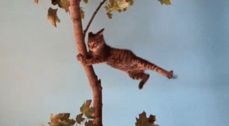 Cat Wind GIF - Cat Wind Blow - Discover & Share GIFs Blowin In The Wind, Blowin' In The Wind, Emergency Binder, Windy Day, Crazy Cat, Cat Gif, Crazy Cat Lady, Crazy Cats, Cat Lady