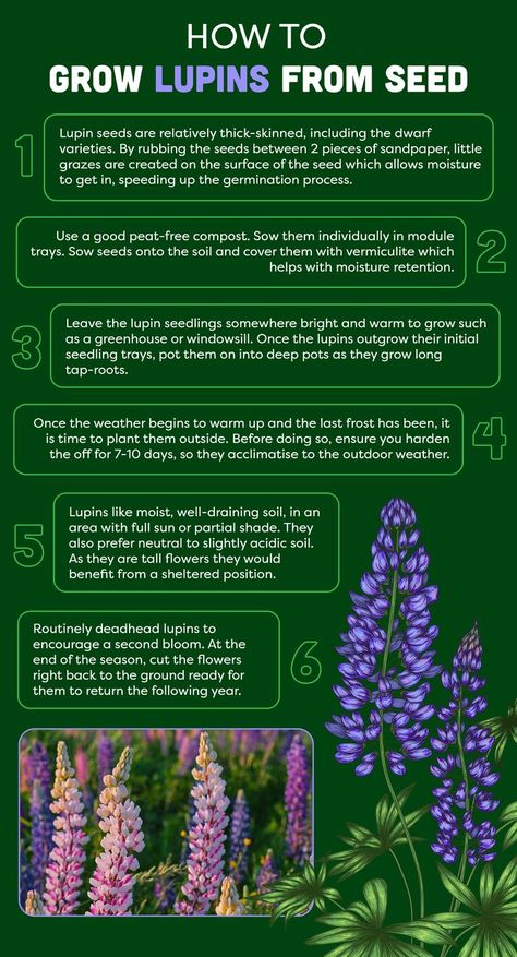 how to grow lupins from seed, how to care for lupins including sowing, planting out and deadheading Growing Lupine From Seed, Lupines Garden, Mums Garden, Lupine Flowers, Gardening Advice, Garden Flower, Life Cycle, Life Cycles, Garden Seeds