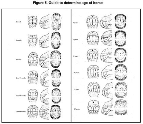 www.horse teeth age chart | Aging Horses by Teeth Chart http://www.ranchoindulto.com/nujoom/index ... Horse Age Chart, Horse Teeth Age Chart, Vet Dentistry, Canine Dental Chart, Veterinary Dental Chart, Horse Muscles, Equine Dentistry, Equine Vet Tech, Canine And Feline Dental Chart