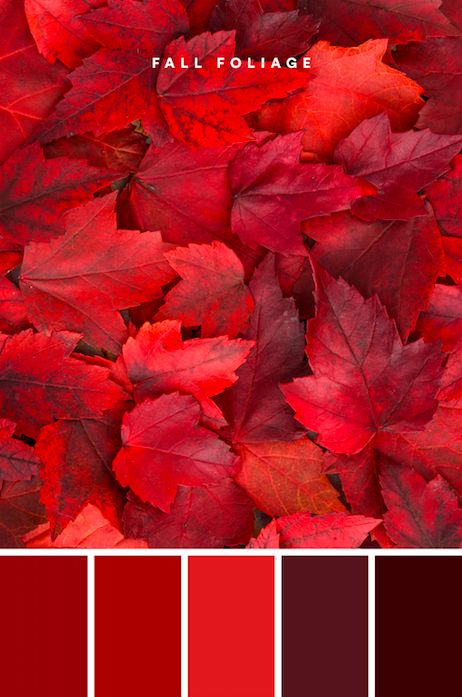 Rich, bold, and often associated with passion and love, red is a beautiful and attention-grabbing color. Brighter reds might come off as alarming, but when used in tandem with deeper shades, this monochromatic palette keeps it clean and polished. #color #colour #colorpalette #palette #fall #fallcolors #autumn #autumncolors Red Color Mood Board, Color Palette Reds, Passionate Color Palette, Red Color Palette Aesthetic, Red Colour Palette Shades, Pantone Red Color Palettes, Bold Red Color Palette, Love Colour Palette, Passion Color Palette