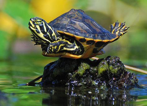 This is what my baby turtles do to get their Vitamin D. They look like they are little ballerinas! Two Turtles, Plank Position, Happy Turtle, Demotivational Posters, Tortoise Turtle, Terrapin, Turtle Love, Cute Turtles, Baby Turtles