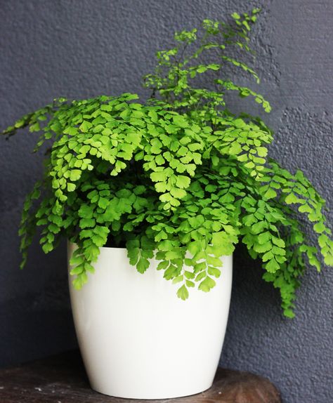 10 Plants For Your Bathroom & 3 That Won't Survive There Creepers Plants, Maidenhair Fern, Ferns Garden, Plant Supplies, Bathroom Plants, Air Purifying Plants, Indoor Plant Pots, Trees And Shrubs, All Flowers