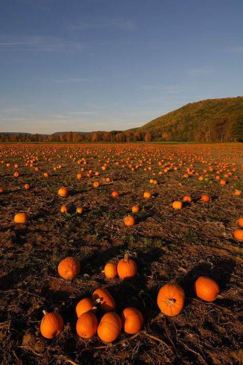 Pumpkins grow in abundance in our part of Pennsylvania.  We took this picture not far from our country home.   This photo makes a great spur of the moment gift, greeting card or picture to print for your own home. Print aspect ratio is 3:2. This will print best in sizes 4x6, 6x9, 8x12, 10x15, 12x18. We recommend that you use premium photo paper or card stock for your best results. Enjoy it and print as often as you like but please remember it is intended for your personal use only and not for re Country Fall Aesthetic, Farmland Aesthetic, November Pics, Preppy Fall Aesthetic, Picture To Print, Growing Pumpkins, Fall And Thanksgiving, Winter Illustration, Autumn Illustration