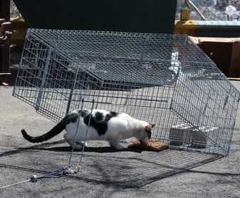 drop traps, feral cats, TNR, how to use a drop trap Animal Report, Stray Animals, Cat Traps, Feral Cat, Foster Cat, Small Kittens, The Colony, Two Cats, Cat Help