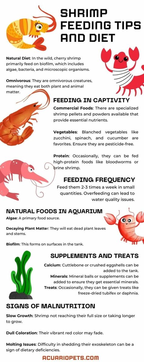 What Do Red Cherry Shrimp Eat In The Wild? – Acuario Pets Aquatic Snails, Pet Shrimp, Goldfish Types, Snail Tank, Tank Terrarium, Red Cherry Shrimp, Aquarium Shrimp, Aquatic Pets, Cherry Shrimp