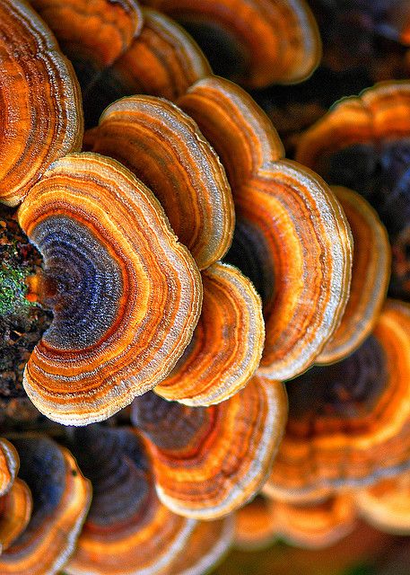 Fungus in the forest. Color and texture, orange, yellow, red, blue, purple, white hues. Would be a nice kitchen combo Mushroom Fungi, Natural Forms, Patterns In Nature, Amazing Nature, 그림 그리기, Natural World, Natural Wonders, Nature Beauty, Mother Nature