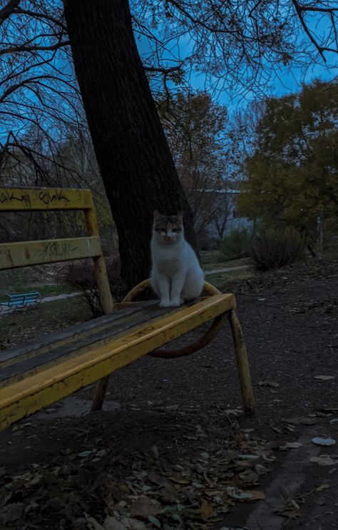 Street Cat Aesthetic Night, Alley Cat Aesthetic, Cat Night Aesthetic, Stray Cat Aesthetic, Cat At Night, Salem Cat, Cat Night, Rainy Street, Story Images