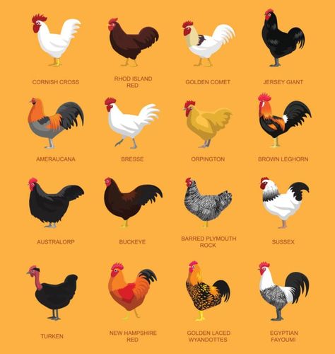 Chicken Animal Cute, Chicken Breeds Chart, Chicken Composting, Ameraucana Chicken, Heritage Chickens, Chicken Animal, Duck Farming, Animal Body Parts, Chicken Feeders