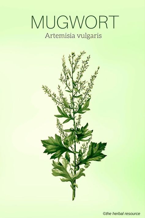 Mugwort Artemisia vulgaris Mugwort Herb, Artemisia Vulgaris, Herbal Plants, Healthy Herbs, Herbal Apothecary, Healing Plants, Herbal Healing, Herbal Magic, Herbs For Health