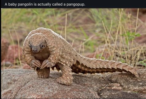 Ground Pangolin, Dog Cat Pictures, Funny Animal Photos, Extinct Animals, Rare Animals, Endangered Animals, Pretty Animals, Creature Feature, Weird Animals