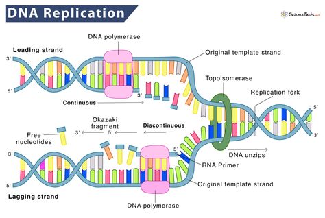 DNA Replication – Definition, Process, Steps, & Labeled Diagram Replication Of Dna, Dna Replication Diagram, Dna Replication Notes, Dna Replication Model, Dna Ligase, Dna Cloning, Recombinant Dna, Dna Drawing, Dna Polymerase