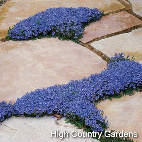 Veronica - so many different uses in the landscape. At home in the rock garden, between flagstones in the patio or as a slow growing but long-lived ground cover in the xeric garden, this little plant always looks good. The tiny dark green leaves disguise it, looking like another creeping thyme; but when it comes into bloom, it's covered with hundreds of small azure blue flowers. Speedwell Veronica, Rock Path, Garden Improvement, Evergreen Groundcover, Low Water Plants, Creeping Thyme, High Country Gardens, Drought Tolerant Perennials, Country Gardens